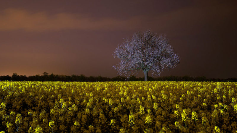 Light Art Photography - Landschaft - Tree in field of flowers - by JanLeonardo