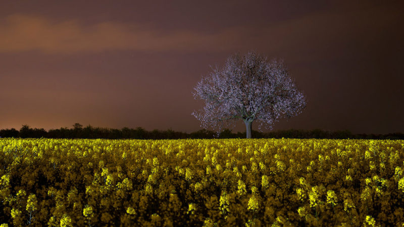 Light Art Photography - Landschaft - Tree in field of flowers - by JanLeonardo
